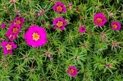 Bright crimson portulaca in garden (background).jpg
