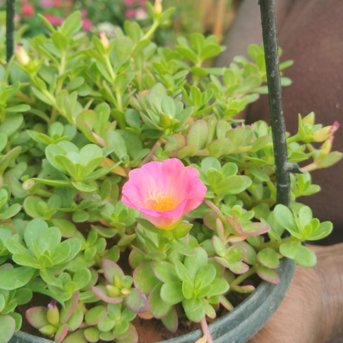 2428780f 7a53 42ab b6c7 eacc50e75beb.png