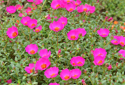 Portulaca flowers.jpg