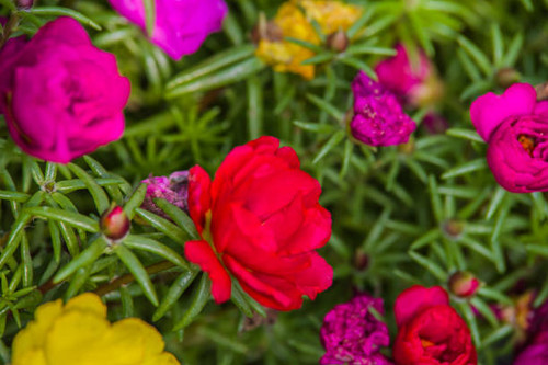 colorful Portulaca grandiflora blooming in summer garden..jpg