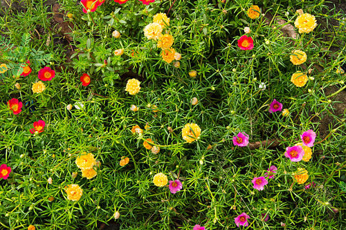 there are the plant pattern. It is good background..jpg