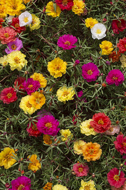 PORTULACA, FLOWERS OF VIVID AND VARIED COLORS.jpg