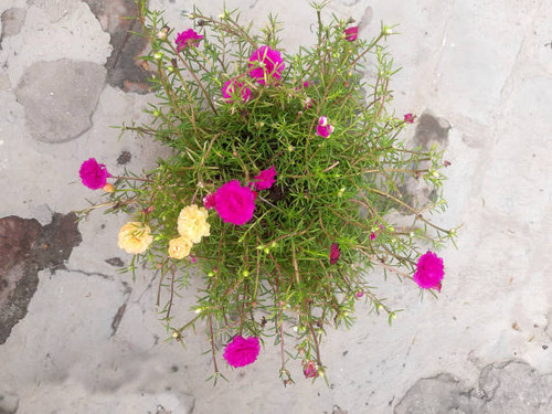 yellow and pink flowers in a garden.jpg