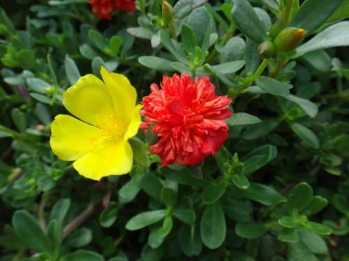 Portulaca, green purslane, cultivated purslane, sun jewel, ten o'clock flower, eleven o'clock, shagg.jpg