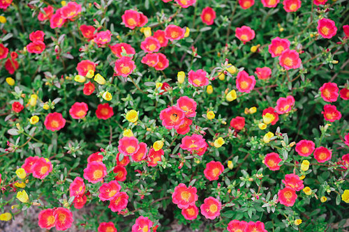 wild flowers background.jpg