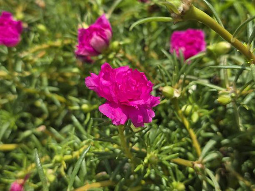 A striking pink flower stands out against a backdrop of lush green foliage, capturing the essence of.jpg