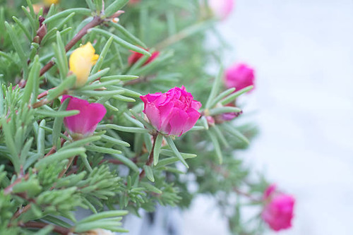 portulaca pink flower bud in its folliage.jpg