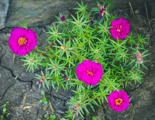 Beautiful pink Rosemoss blooming (Portulace grandiflora,Portulaca)..jpg