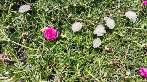 Purslane (Portulaca) is a genus of plants from the family Portulacaceae.jpg