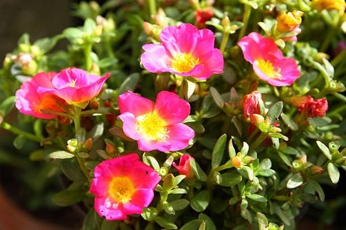Close-up Portulaca grandiflora (Purslane or Moss-rose).jpg