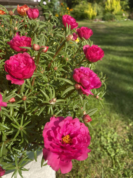 Portulaca with bright pink flowers growing in a pot under sunlight in a garden..jpg