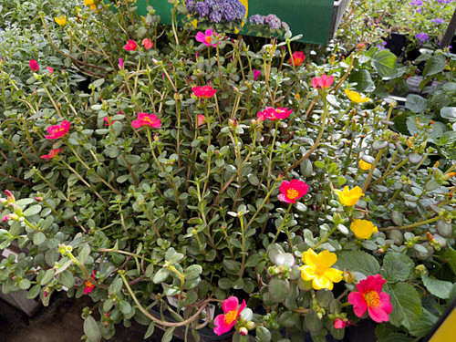 A view of several purslane flowering plants, on display at the nursery..jpg