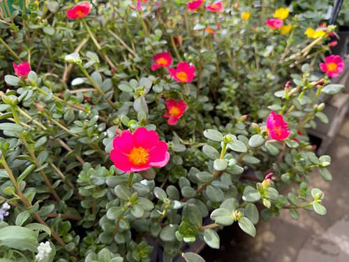 A view of several purslane flowering plants, on display at the nursery..jpg