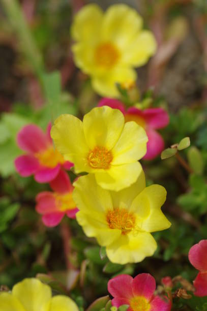 Green purslane in the garden (Portulaca).jpg