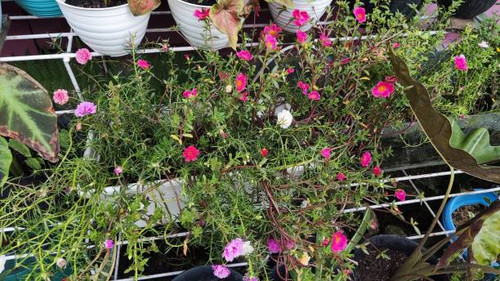 Berau, Kalimantan, Indonesia, 01 Jun 2021, Small Flowers, is a picture of quite a lot and colorful s.jpg