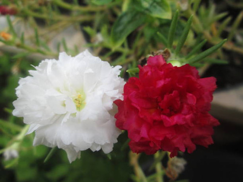 Two small blossoming flower.jpg