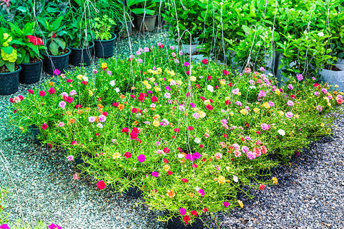 small yellow flowers background.jpg