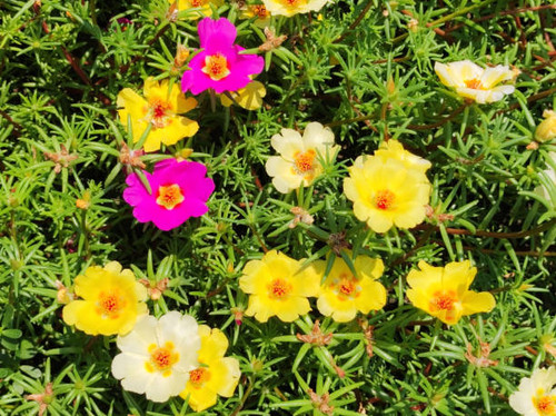 moss roses in bloom in the sunlight.jpg
