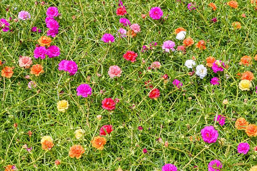 Pusley flower in garden (Portulaca oleracea).jpg