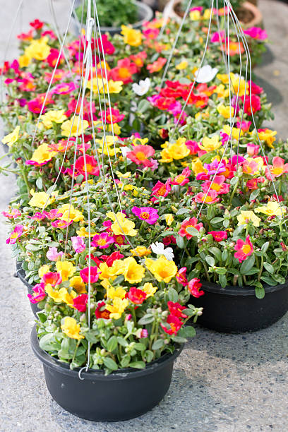Pusley flowers in hanging pot..jpg