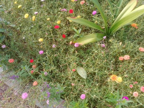 small garden with varieties of flowers close-up. photo taken in malaysia.jpg