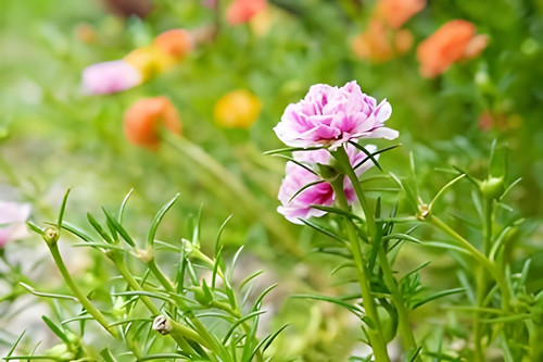 61zjJ7YxCpL. SL1400 .jpg