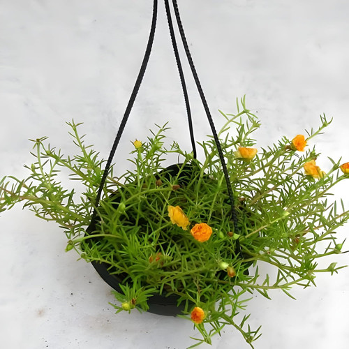 818JYkrwY0L. SL1500 .jpg