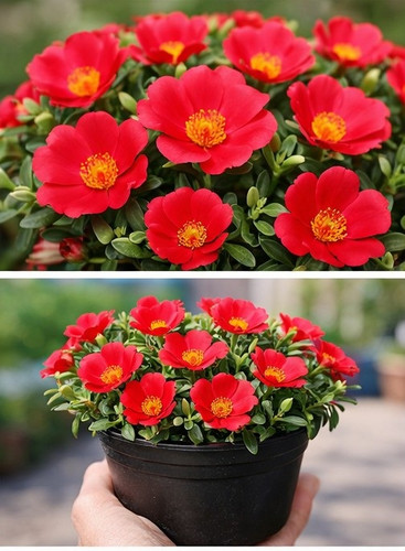 Sundance Red Portulaca 11.jpg