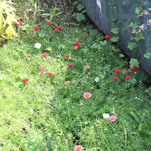 A1bmWKbd+xL. SL1500 .jpg