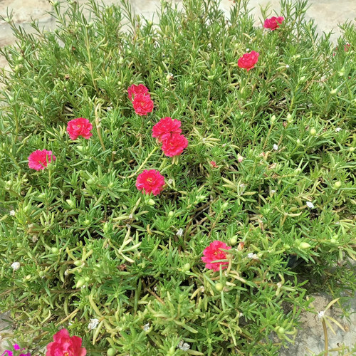 91oN5wqT8lL. SL1500 .jpg