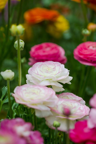 61WE4n+cTkL. SL1280 .jpg