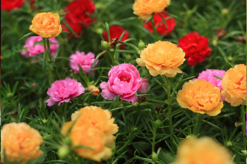 61BYhXA3OQL. SL1500 .jpg