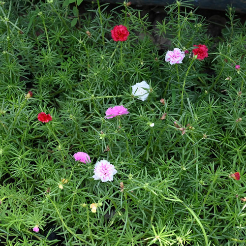 910XKVVW4mL. SL1500 .jpg