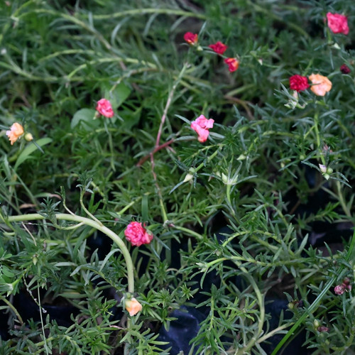 81vHyMkjipL. SL1500 .jpg