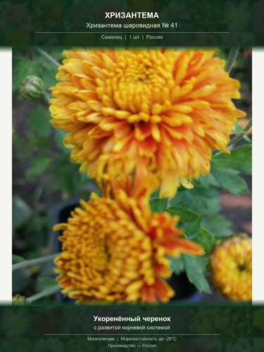 d1db831f62c4.png