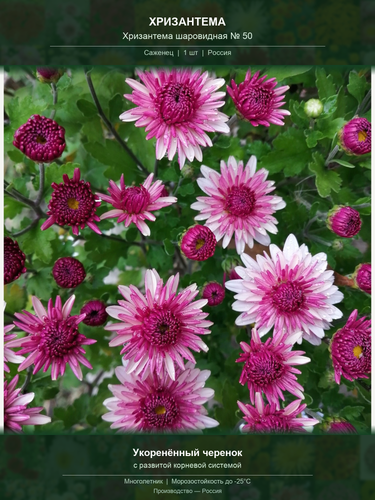 155a8f29402a.png