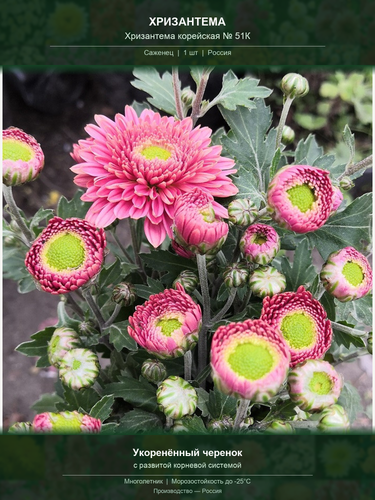 3432cf13b069.png