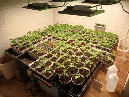 PEPPERS & TOMATOES 3.11.2026.jpg