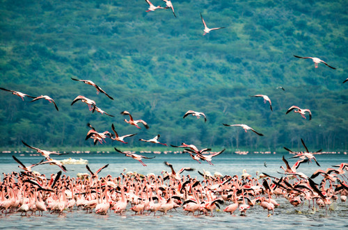 lake nakuru.jpg