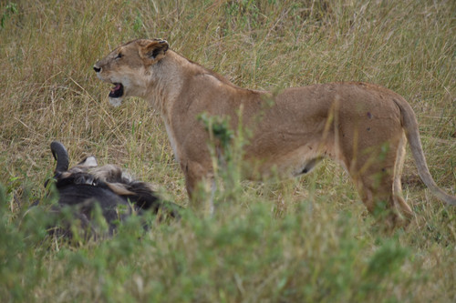 safari4.jpg
