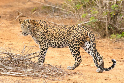 leopard.jpg