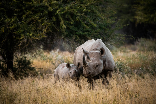 rhino.jpg