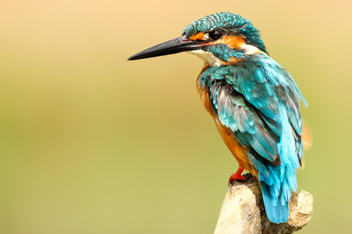 bird watching pic.jpg