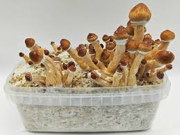 How Mushroom Grow Kits Support Sustainable and Eco-Friendly Gardening.jpg
