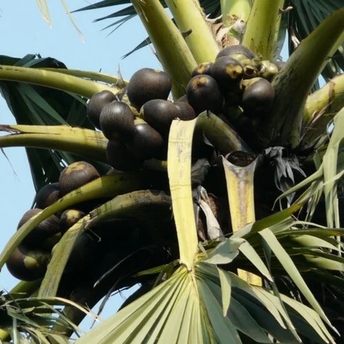 palmyrapalm borassusflabellifer.jpg