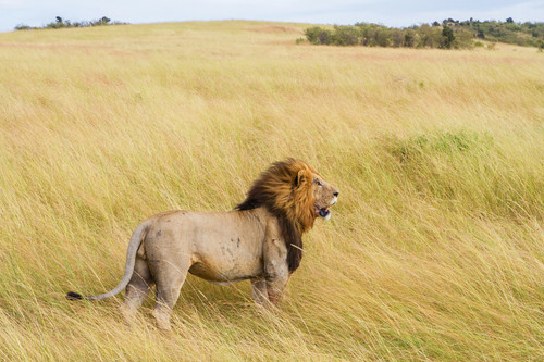 lion2.jpg