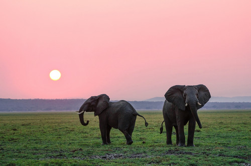 elephant.jpg