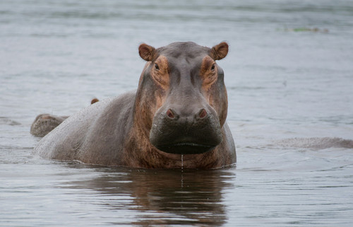 hippo.jpg