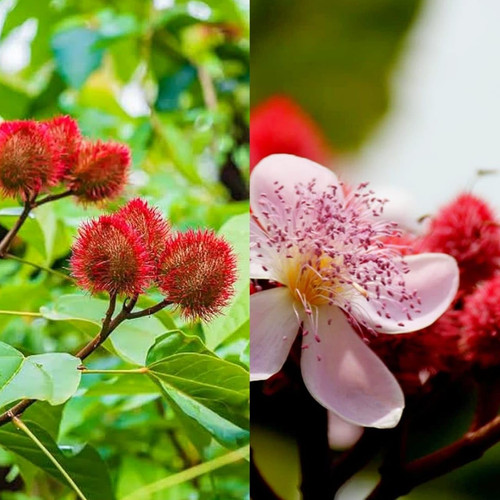 7154J4pnt L. SL1280 .jpg