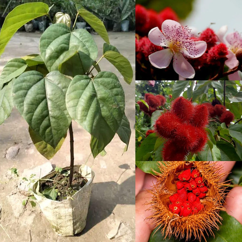 71pnbrOqLGL. SL1280 .jpg